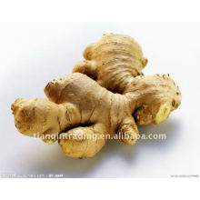 Supply 2011 new fresh ginger